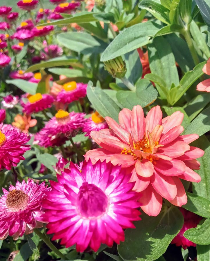 Pink Bunches of Michigan Summer Flowers Stock Photo Image of blossom, michigan 191819912