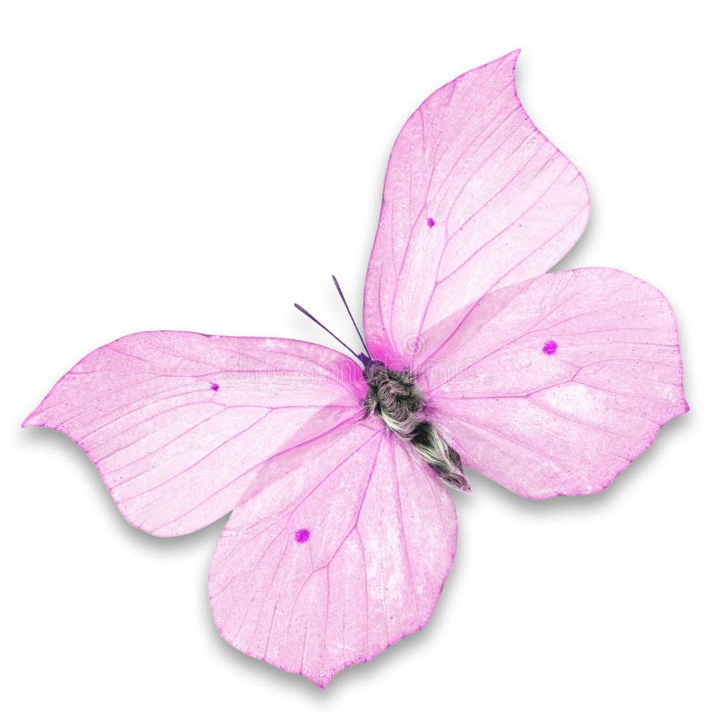 Pink butterfly isolated on white background