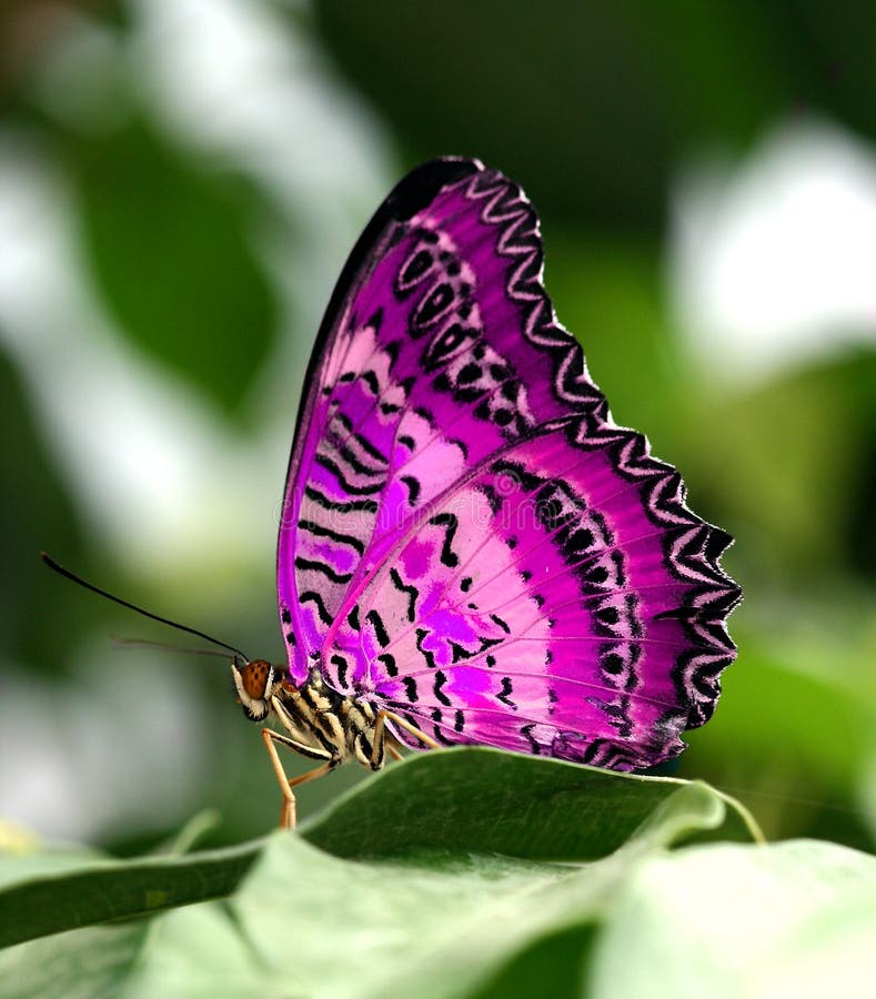 Pink butterfly on leaf