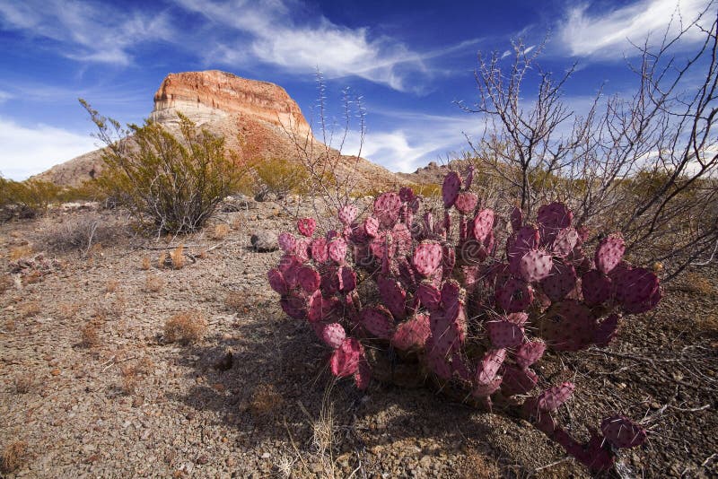 Pink Cactus stock photography