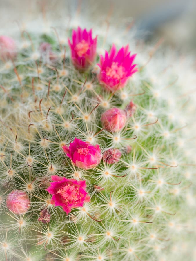 Pink Cactus Flower Arranging Stock Image Image of green, flowerpot