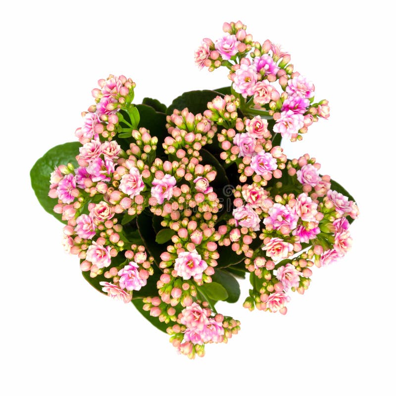 Pink Calandiva Flowers or Kalanchoe, View from Above Stock Image ...
