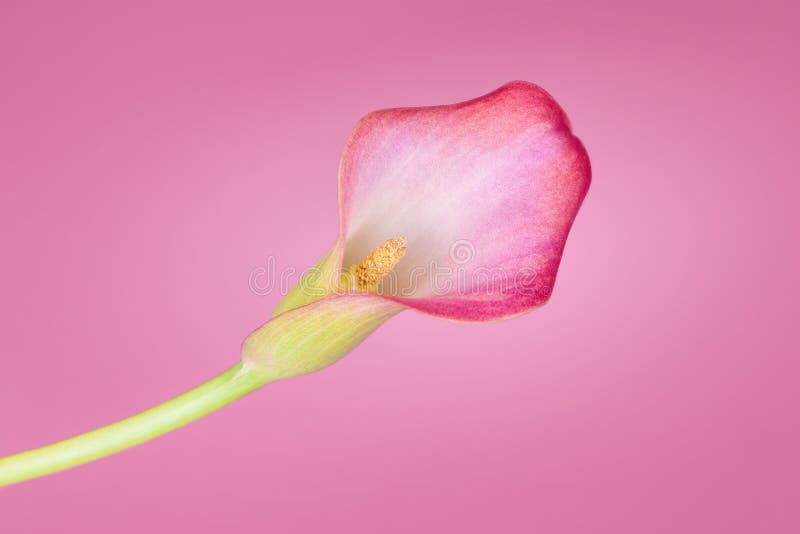 Pink Calla Lilies on Pink Background for Valentines Day Card or ...