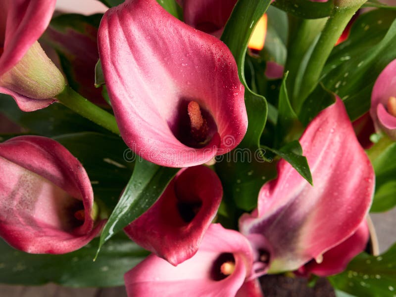 Pink calla lilies close up stock photo. Image of decorative 263170898