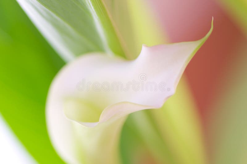 Pink Calla Lilly