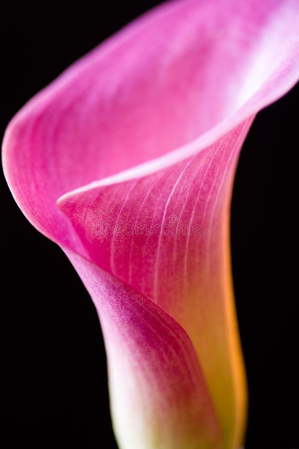 11,803 Calla Lily Stock Photos - Free & Royalty-Free Stock Photos from ...