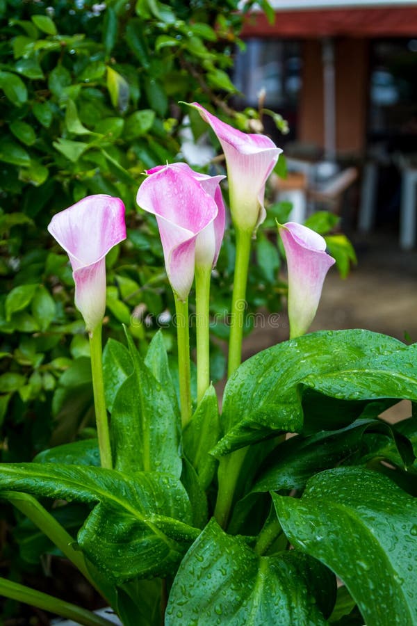 Pink Calla Lily Flowers, Close-up Stock Image - Image of calla, flora ...