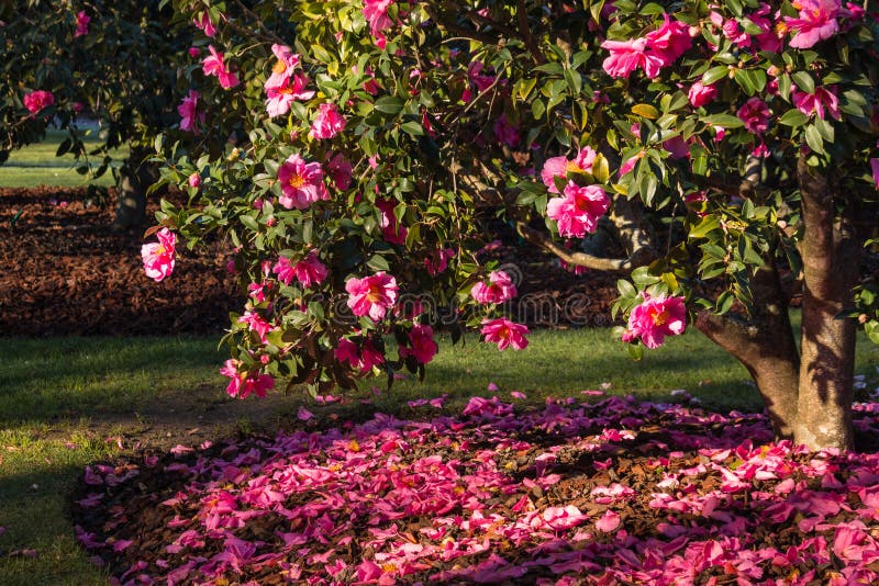 Pink camellia shrub in bloom