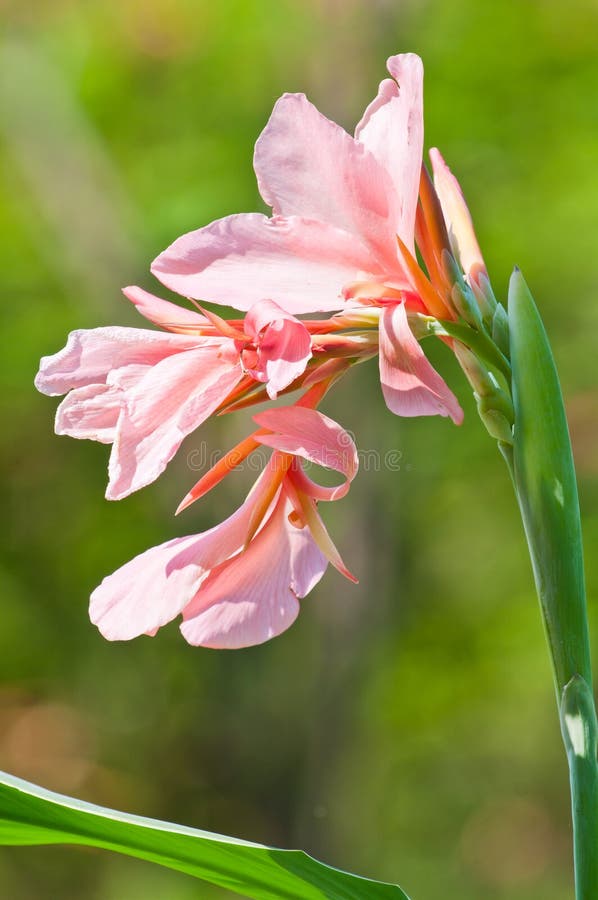 Pink canna flower