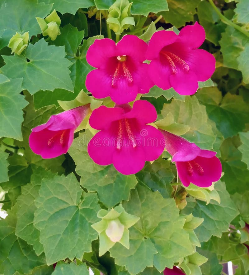 Canterburyl Stock Photos Free & RoyaltyFree Stock Photos from Dreamstime