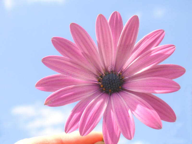 Pink cape daisy stock photography