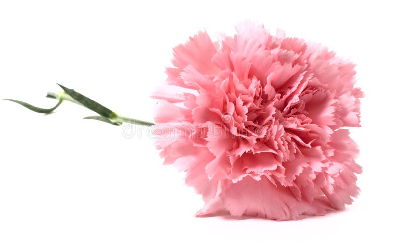Pink carnation flower stock image. Image of background - 66861923