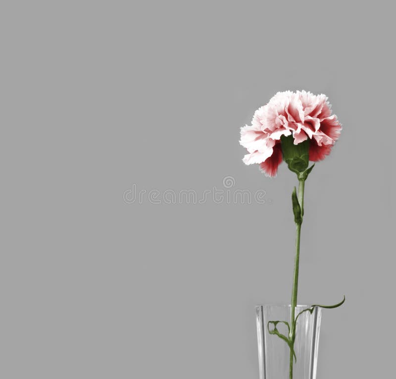 Pink carnation on the grey background