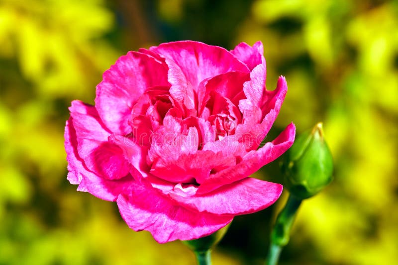 Pink Carnation Flower Blooming Stock Photo Image of europe, holiday