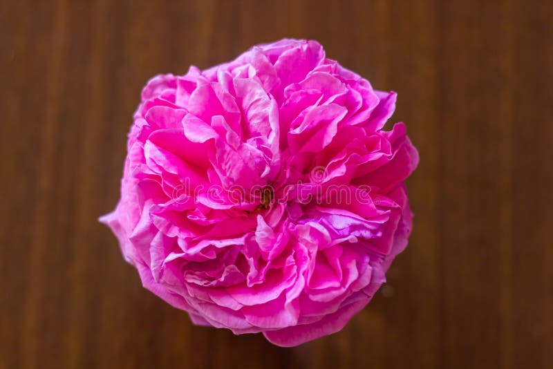 Pink Carnation Flower, Pink Carnation Flower Isolated Stock Photo