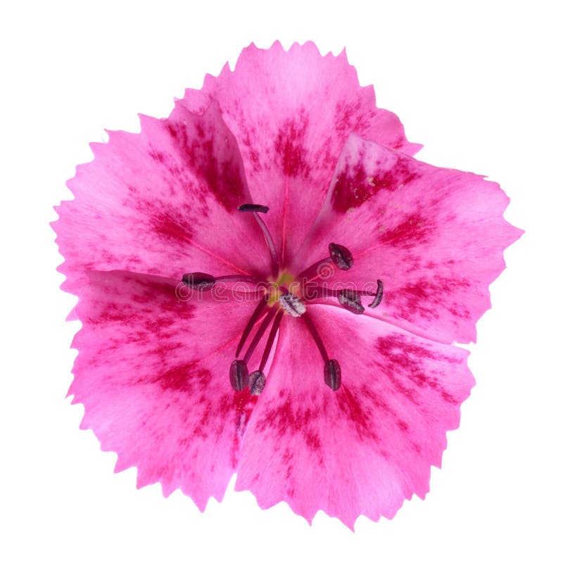 Pink Carnation Flower Isolated On White Stock Photo Image Of Single
