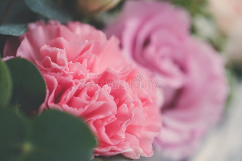 Pink Carnation Flower Petals Macro Background, Toned, Selective Focus