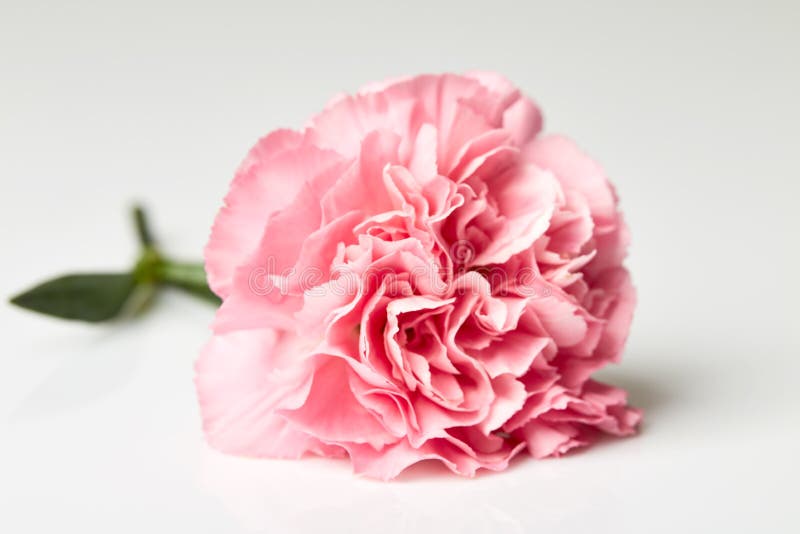 Pink Carnation Flower On White Stock Image Image Of Closeup Beauty