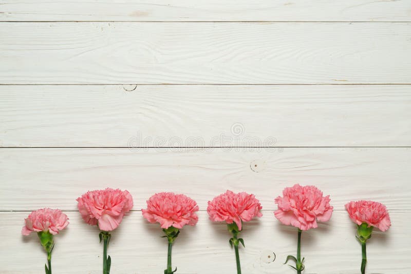 Carnation border stock photo. Image of dyanthus, botany 4883624