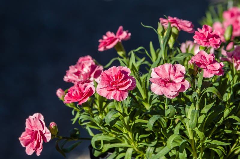 Pink Carnation Flowers in Bloom Stock Image Image of growing