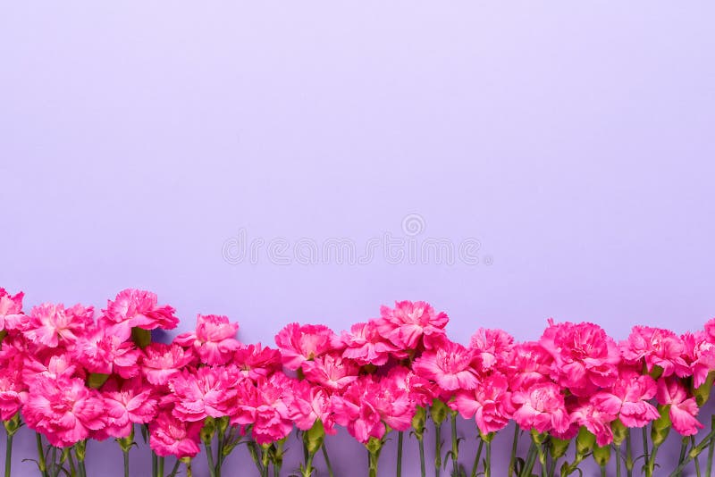 A Border with Carnation Pink Flowers Stock Vector - Illustration of ...