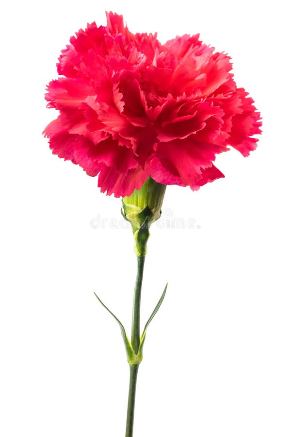 Pink carnation stock image. Image of stem, caryophyllus - 140220729