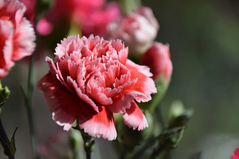 Pink carnation in the sun stock image. Image of elegant 96908417