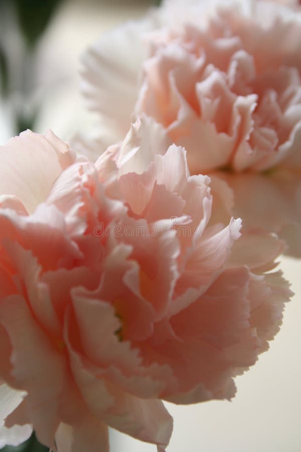 Pink Carnations stock image. Image of floral, notes, gift 14597543