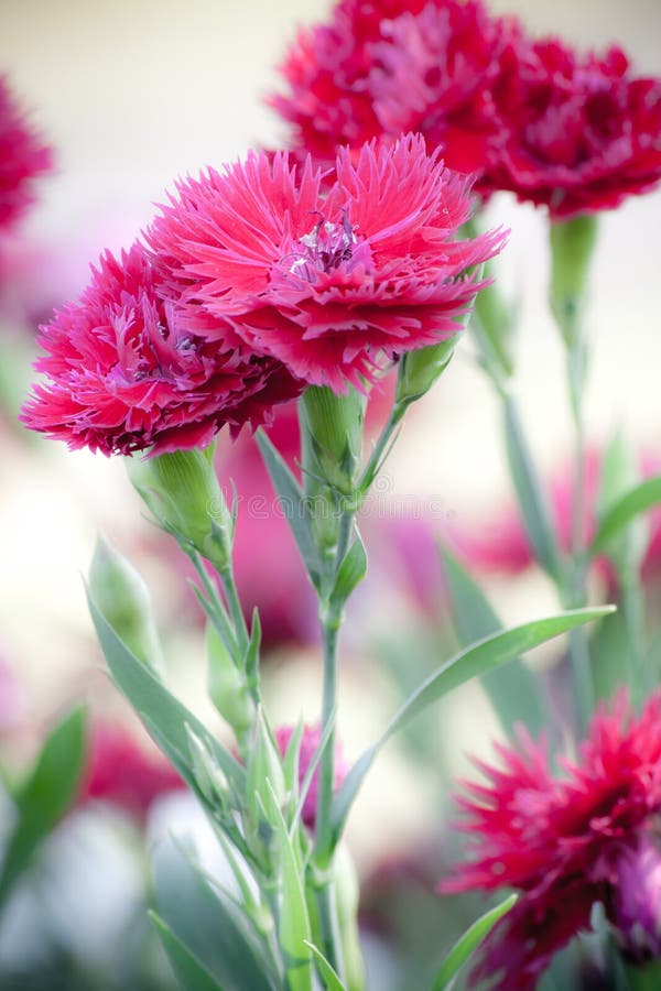 Pink Carnations stock photo. Image of wilderness, beautiful 22529052
