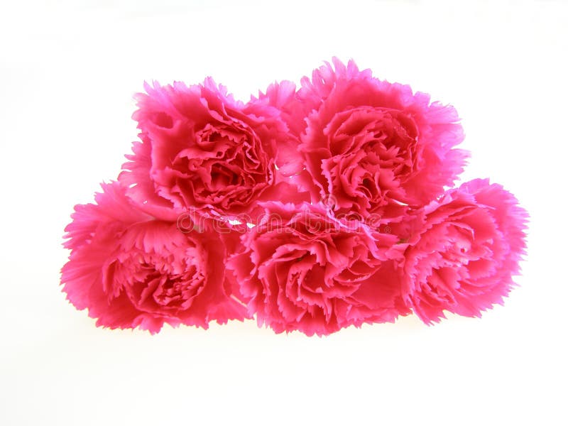 Pink carnations stock image. Image of gift, botanical 2408453