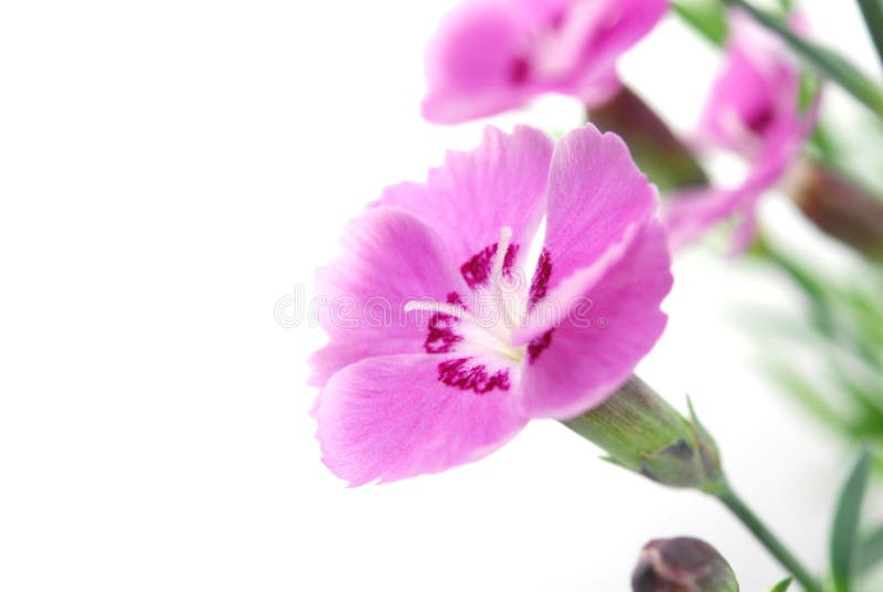 Pink Carnations stock image. Image of floral, notes, gift 14597543