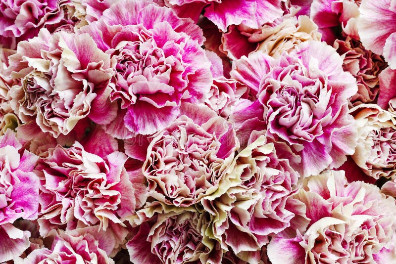 Pink carnations background stock image. Image of flower 55402659