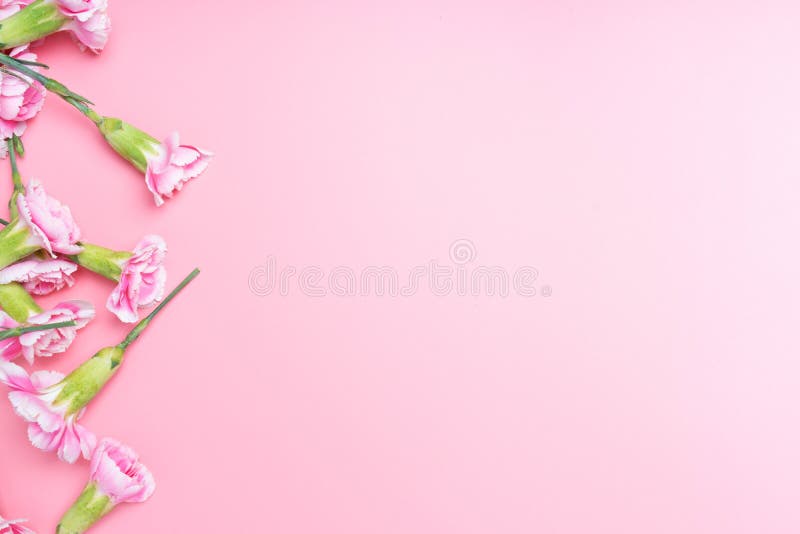Valentine Flowers Card Background Pink Carnations Stock Photo - Image ...
