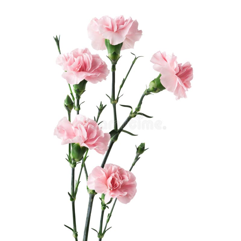 Pink Carnations on Mint Green Background Stock Image - Image of blossom ...