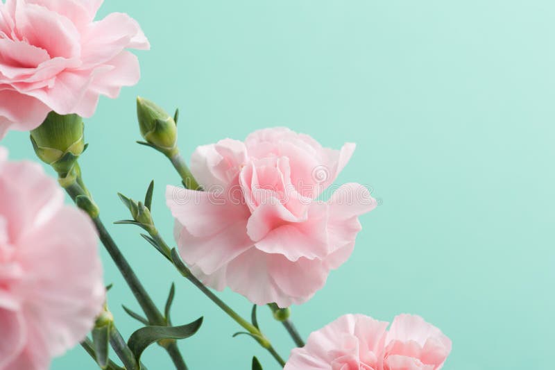Hoa cẩm tú cầu hồng tươi tắn, là một biểu tượng của tình yêu và sự độc đáo. Hãy chiêm ngưỡng những bông hoa tuyệt đẹp này và cảm nhận thêm tình cảm nồng nàn.