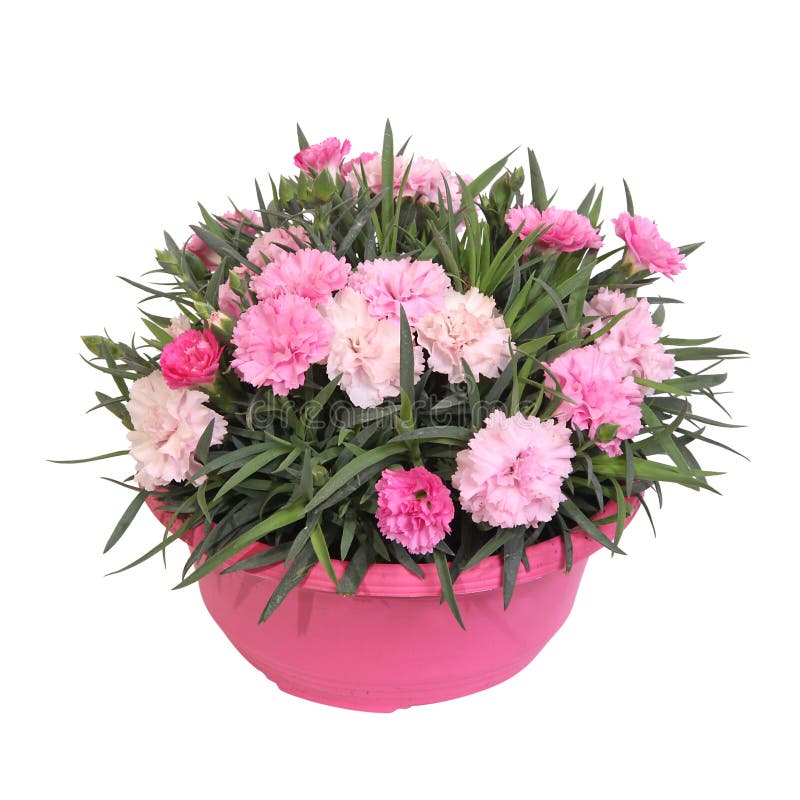 Pink carnations in pot stock image. Image of close, colors 266145389