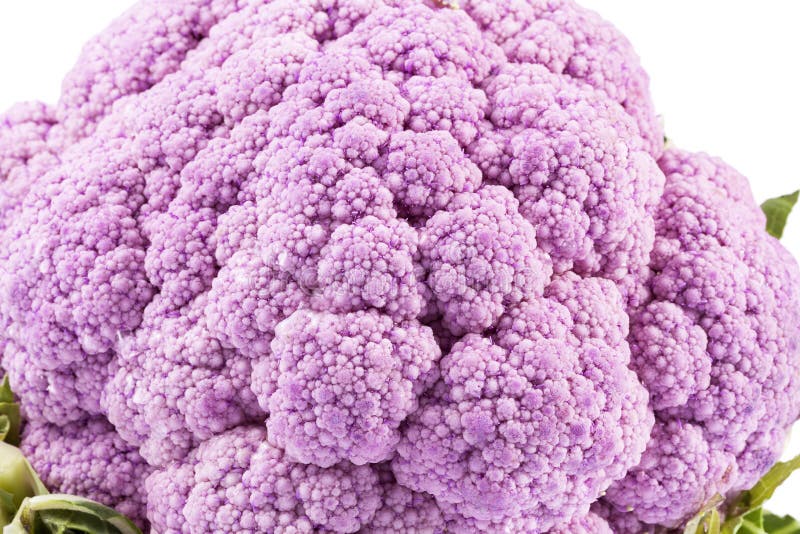 Pink Cauliflower Isolated on White Background Stock Image Image of