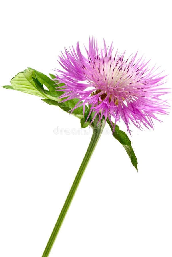 Pink centaurea dealbata flower