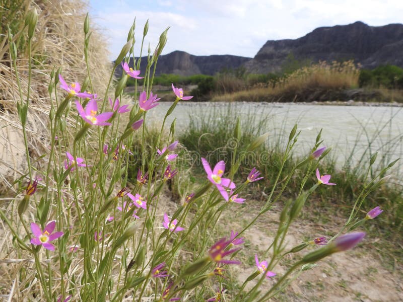 Pink Centaury Flowers on the Bank of the Rio Grande River