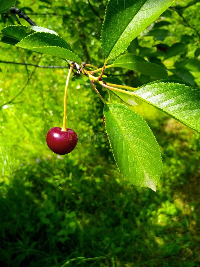 Pink Cherry Berry on a Branch with Green Leavee Stock Image Image of