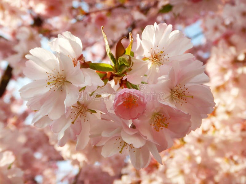 Beautiful Pink Cherry Blossom on a Background of Blue Sky Stock Photo