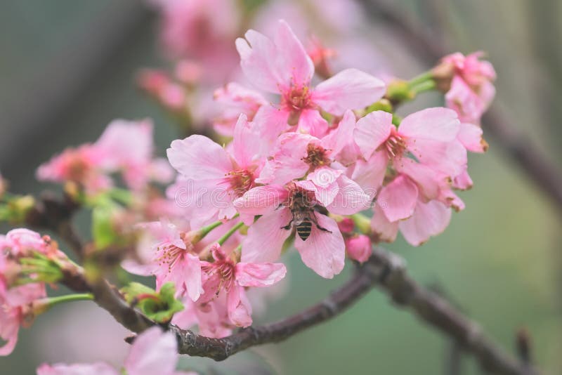 The Pink Cherry Blossom, Beautiful Cherry Blossoms Stock Photo Image