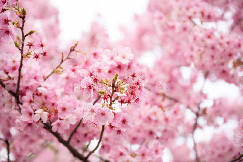 Pink Cherry blossom