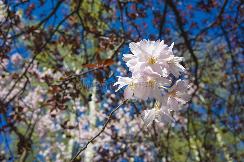 Pink cherry blossom, Flowers on sakura branch in springtime with blurred background. Photo taken in Vasteras, Sweden