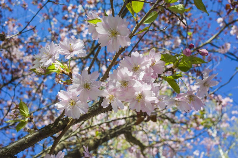 Pink cherry blossom, Flowers on sakura branch in springtime with blurred background. Photo taken in Vasteras, Sweden