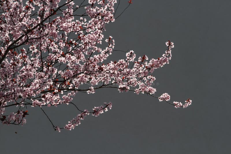 Pink Cherry Blossom With Grey Wall Background Stock Photo Image of