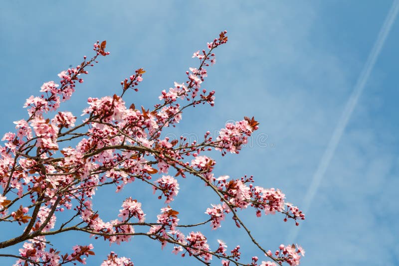 Japanese Cherry Blossom in Nice Sunny Weather Stock Photo Image of