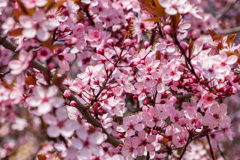 Pink Cherry Blossom in Nice Sunny Weather Stock Image Image of branch