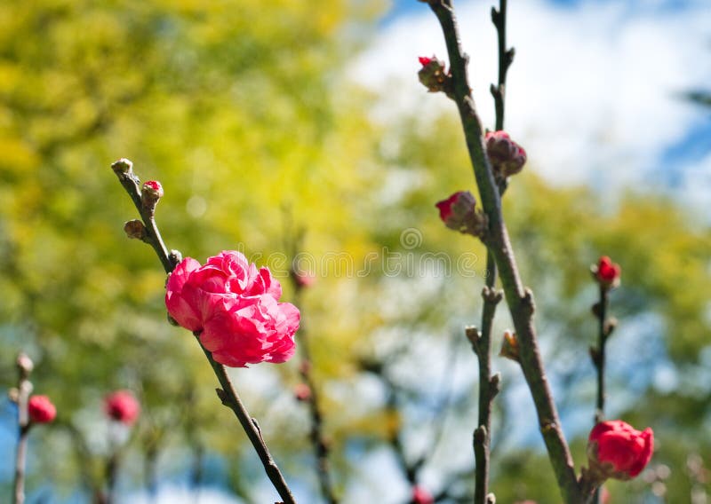 Pink Cherry Blossom stock photo. Image of flower, branches 77852122