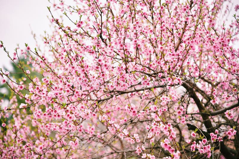Pink Cherry Blossom Tree Branches Beautiful Nature Background Stock ...
